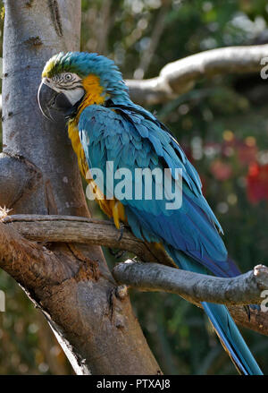 Blu e Giallo Macaw (ara ararauna) Foto Stock