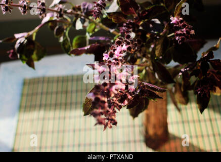 Il basilico in vaso sulla finestra Foto Stock