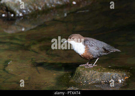 Primo piano di un uccello selvatico del Regno Unito (cinclus cinclus) isolato su una roccia/pietra da un ruscello boschivo, che guarda nelle acque cristalline. Foto Stock