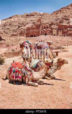 Un piccolo gruppo di cammelli attende per un giro sul percorso principale nella panoramica della destinazione di Petra in Giordania. Foto Stock