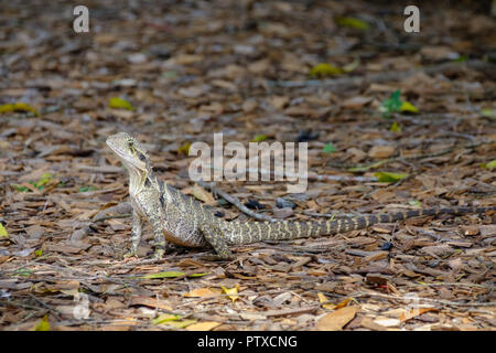 Drago di acqua - al Lago di Alford, Gympie Foto Stock