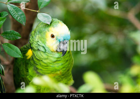 Ritratto di un Yellow-Crowned Amazon Parrot bird Foto Stock