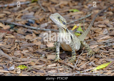 Drago di acqua - al Lago di Alford, Gympie Foto Stock