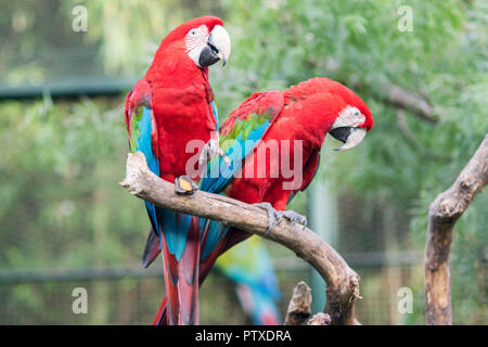 Coppia di Scarlet Macaw Foto Stock