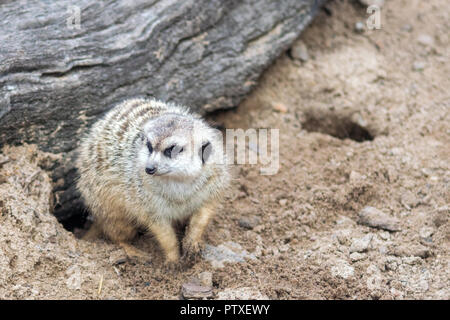 Meerkat scavare nella sporcizia Foto Stock