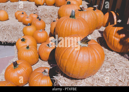 Display autunnali di big orange zucche su balle di fieno. Classica scena di caduta negli Stati Uniti in preparazione per la festa di Halloween e di ringraziamento. Foto Stock