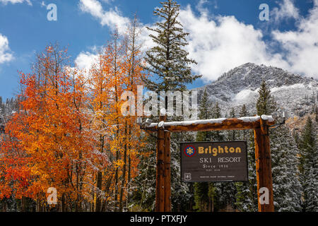 Prima neve sulla caduta delle foglie, Brighton, grandi pioppi neri americani Canyon, Montagne Wasatch, Utah Foto Stock