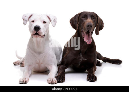 Studio shot di un adorabile Dogo Argentino e un deutsch kurzhaar giacente su sfondo bianco. Foto Stock