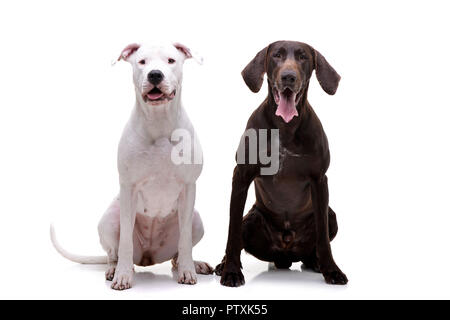 Studio shot di un adorabile Dogo Argentino e un deutsch kurzhaar seduto su sfondo bianco. Foto Stock