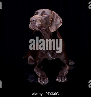 Studio shot di un adorabile deutsch kurzhaar giacente su sfondo nero. Foto Stock