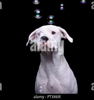 Un adorabile Dogo Argentino con bolle di sapone - isolato su sfondo nero. Foto Stock