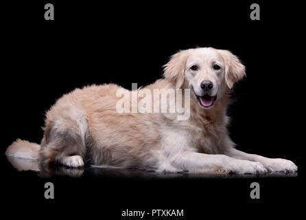 Studio shot di un adorabile Golden Retriever giacente su sfondo nero. Foto Stock