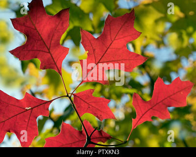 Foglie di quercia rossa Quercus rubra in autunno Foto Stock