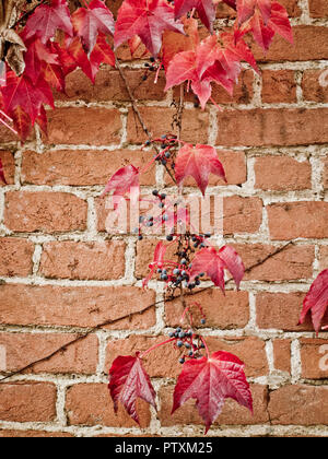 Ivy su un muro di mattoni Foto Stock