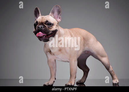 Studio shot di un adorabile bulldog francese in piedi su sfondo grigio. Foto Stock