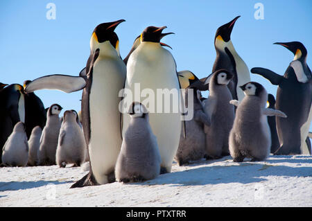 Colonia, gregge - pinguini imperatore in Antartide. Piano generale Foto Stock