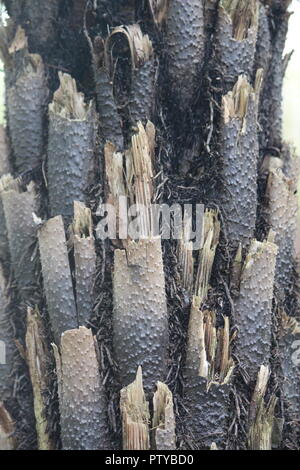 Close up frond gambi di Cyathea australis o ruvida tree fern, presso i Giardini Botanici Nazionali, Australia Foto Stock