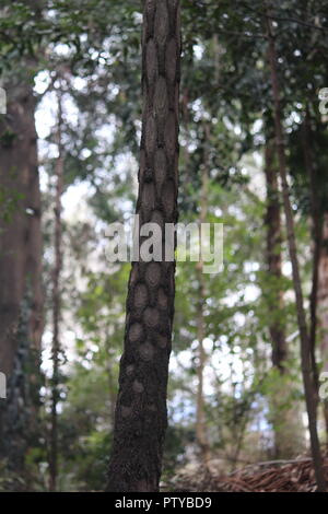 Lacy tree felce o Cyathea cooperi in Giardini Botanici Nazionali, Canberra, Australia Foto Stock