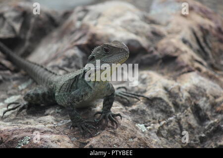 Acqua orientale Dragon a prendere il sole in Australian National Botanic Gardens, Canberra, Australia. Foto Stock