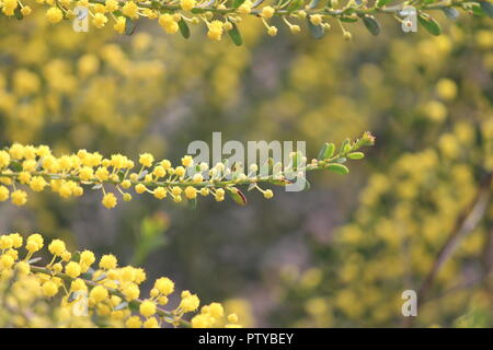 Fioritura di bargiglio giallo presso l'Australian National Botanical Gardens, Canberra, atto Foto Stock