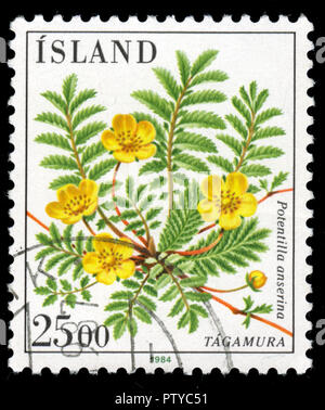 Con timbro postale timbro dall'Islanda nella serie fiori rilasciato in 1984 Foto Stock