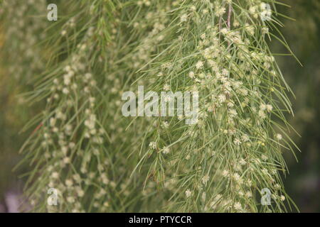 Cognata di acacia o 'Limelight' in fiore in Australian National Botanical Gardens, Canberra, Australia. Foto Stock