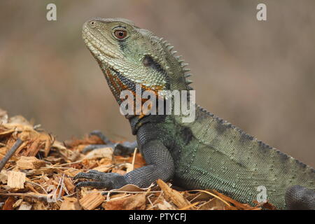 Acqua orientale Dragon a prendere il sole in Australian National Botanic Gardens, Canberra, Australia. Foto Stock