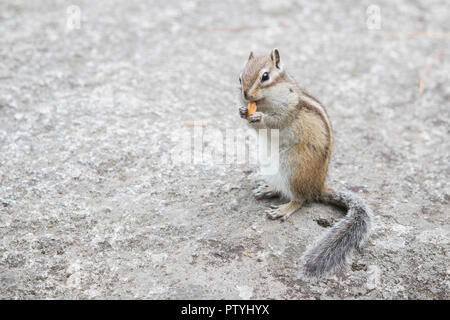 Brave poco "Scoiattolo striado iberica' Foto Stock