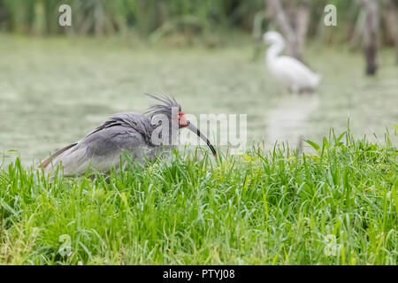 Crested Ibis Foto Stock