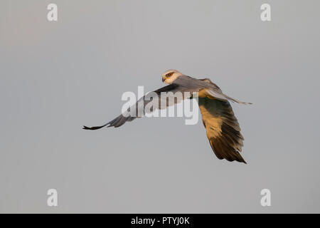 Un 'black-winged Kite' di tentare una caccia Foto Stock