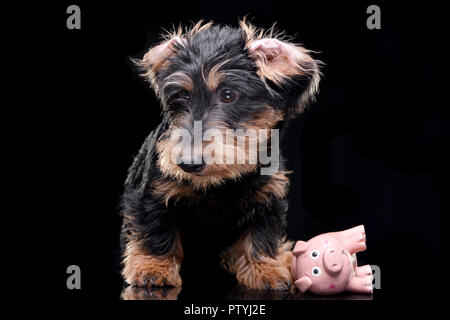 Studio shot di un adorabile Bassotto con una rosa giocattolo di maiale - isolato su sfondo nero. Foto Stock