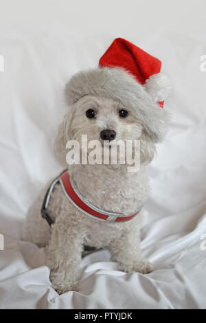 Rudy, Bolognese cucciolo di cane con cappello di Natale su sfondo bianco Foto Stock