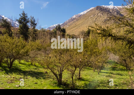 Grapeyard , vigna. Valle Elqui, Ande parte del Deserto di Atacama nella regione di Coquimbo, in Cile Foto Stock