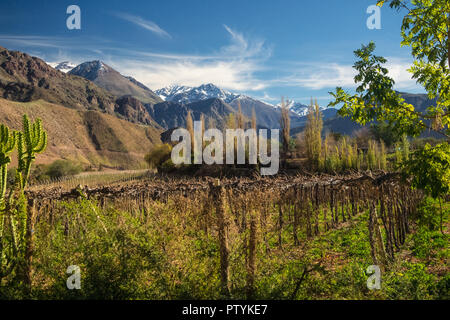 Grapeyard , vigna. Valle Elqui, Ande parte del Deserto di Atacama nella regione di Coquimbo, in Cile Foto Stock