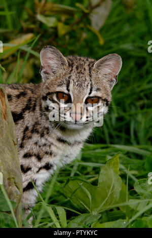 Oncilla o tiger-cat (da Leopardo tigrinus) Tropical America del Sud. Captive Foto Stock