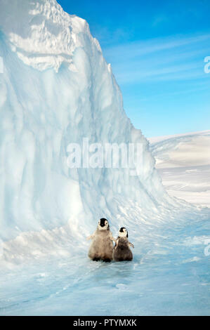 Due piccoli cuccioli di pinguini stand nella neve contro lo sfondo di un iceberg. Antartico. Foto Stock