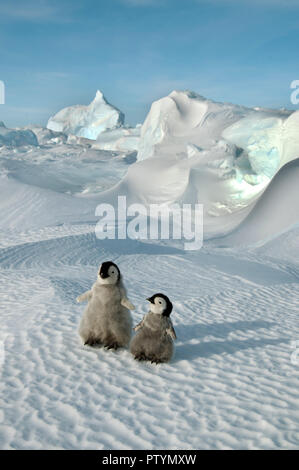 Due piccoli cuccioli di pinguini stand nella neve contro lo sfondo di un iceberg. Antartico. Foto Stock