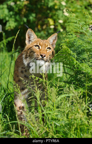 Carpazi (Lynx Lynx lynx carpathicus) captive, Port Lympne Wild Animal Park, Regno Unito Foto Stock