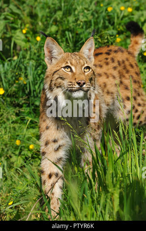 Carpazi (Lynx Lynx lynx carpathicus) captive, Port Lympne Wild Animal Park, Regno Unito Foto Stock