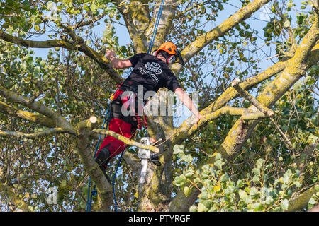 Albero feller su un albero in autunno fissato con corda usando una sega per tagliare un albero, nel Regno Unito. Chirurgia dell'albero. Abbattimento di alberi. Chirurgo dell'albero. Potatura di alberi. Foto Stock