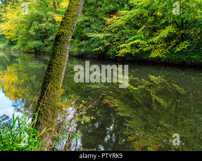 Mossy tronco di albero dal fiume AIre a inizio autunno nei pressi di Saltaire West Yorkshire Inghilterra Foto Stock