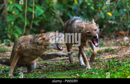 Un maschio Jackal mostra aggressione su una femmina Foto Stock