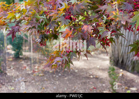 Acer Palmatum Atropurpureum,, viola il giapponese Acero, closeup, all'inizio dell'autunno, Dorset, Regno Unito Foto Stock