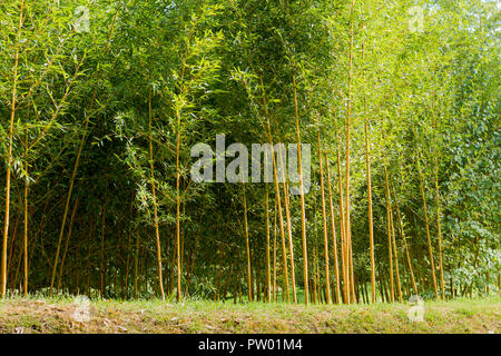 Gli alberi di bambù immersa in un bagno di sole autunnale, REGNO UNITO Foto Stock