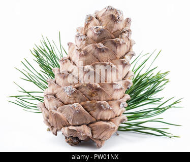 Dado di pino cono e pinoli sullo sfondo bianco. Alimenti biologici. Foto Stock