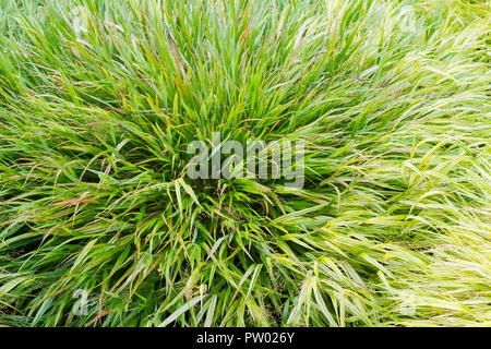 Hakonechloa macra, giapponese-foresta erba closeup, da un giardino nel Dorset, Regno Unito Foto Stock