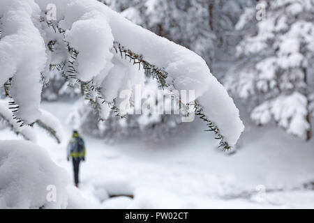 Da soli tourist passeggiate attraverso boschi innevati Foto Stock