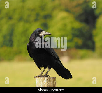 Rook appollaiato su un post Foto Stock