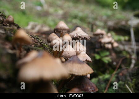 Diversi tipi di funghi e fungai, Foto Stock