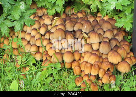 Luccicante inkcap funghi nel prato di un giardino durante l'autunno Foto Stock